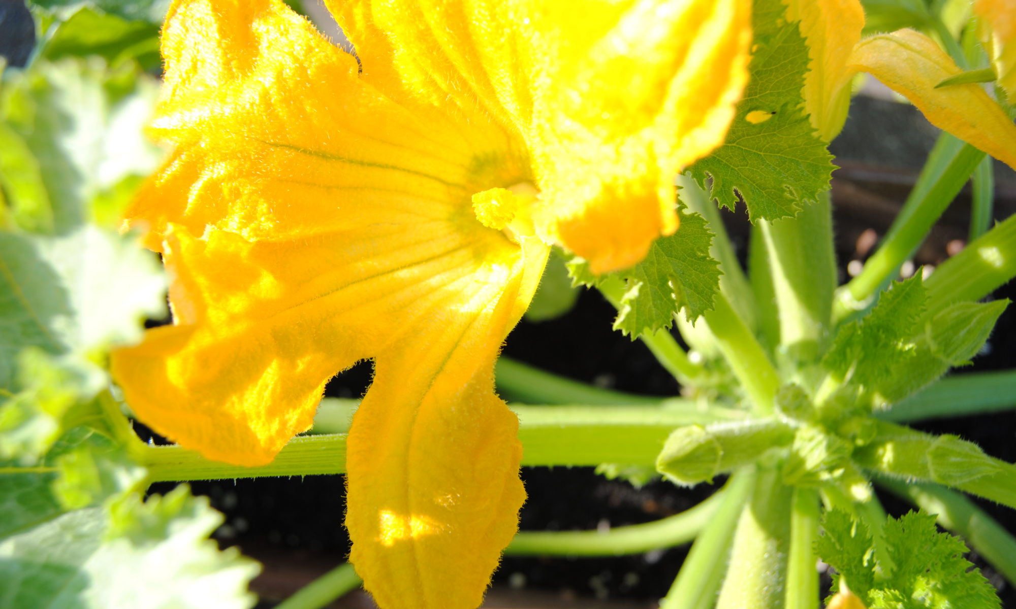 zucchina con fiore nell'orto