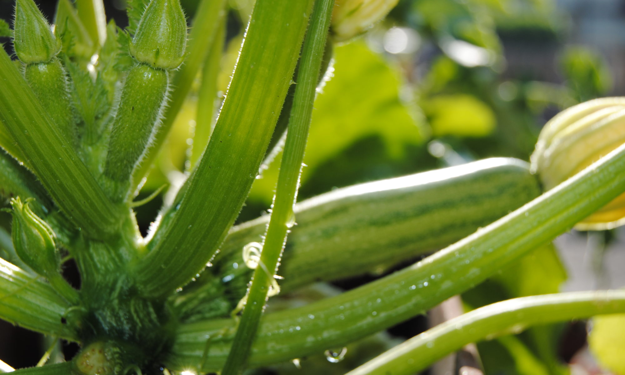 zucchine appena nate