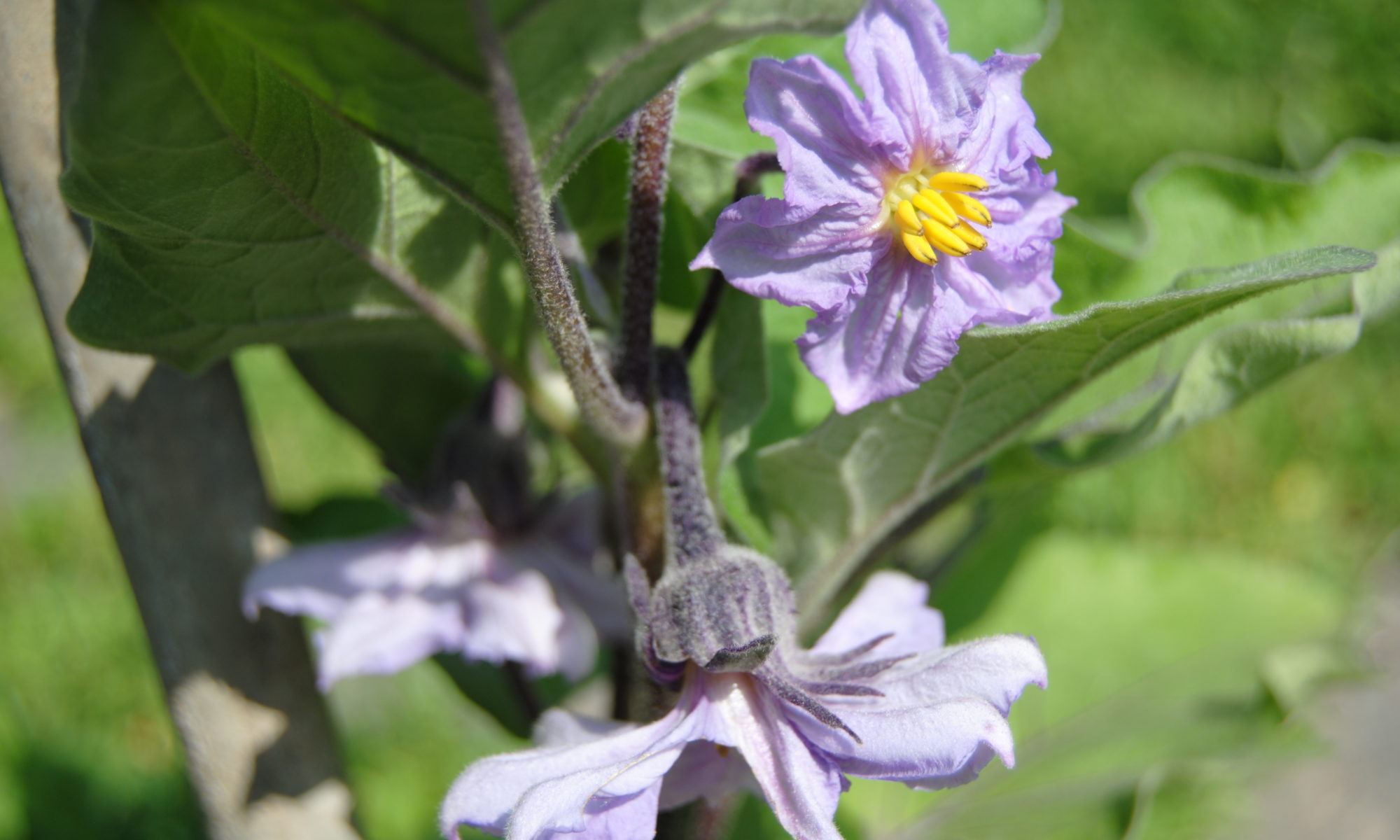 fiori di melanzana nell'orto