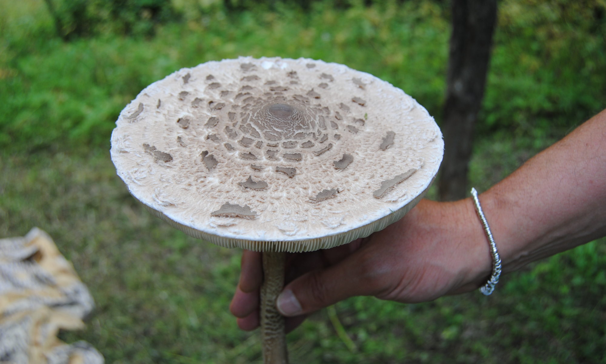 Fungo mazza di tamburo a Canale d'Agordo paese della Valle del Biois edove è nato Papa Luciani