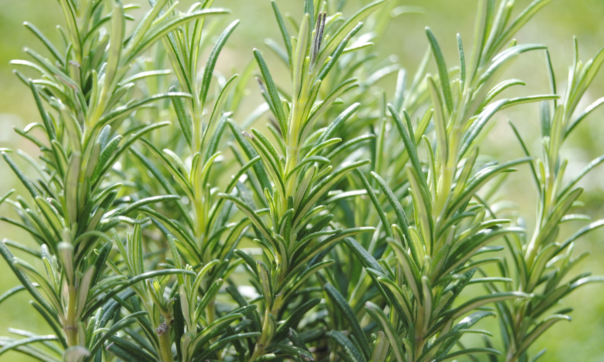 Rosmarino nell'orto erbe aromatizzanti e salutari