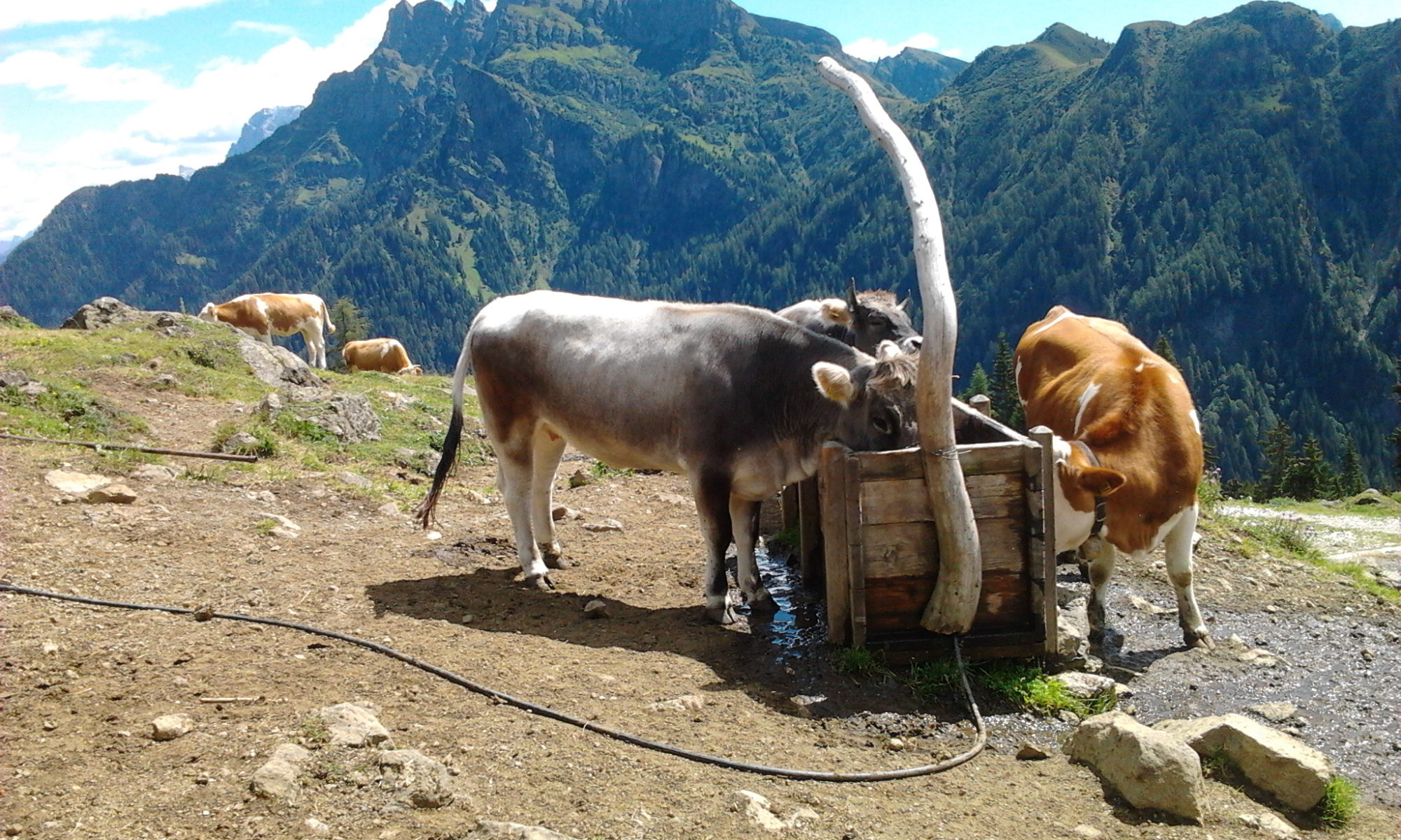 Mucche all'abbeveratorio a Canale d'Agordo, Gares, Malga Stia, per articolo sulla Vitamina B12