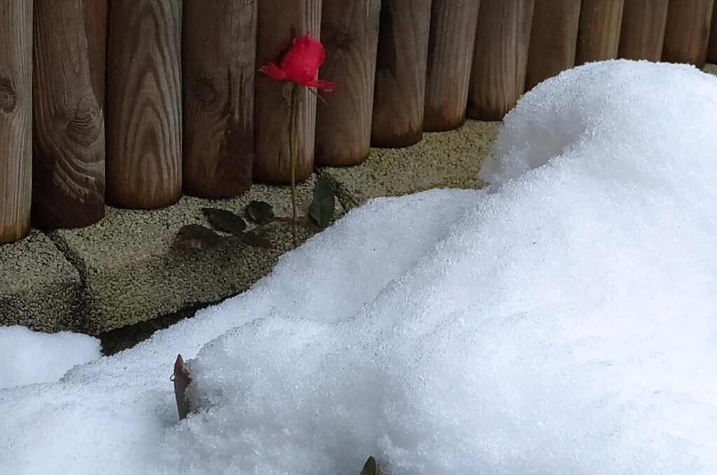 Bocciolo di rosa nella neve